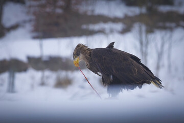 red tailed hawk eating