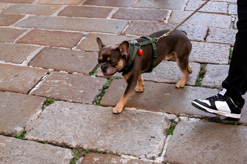 Low-Angle View of a French Bulldog on a Leash Walking Alongside its Owner on Historic, Uneven Cobblestone Pavement, Highlighting Pet Companionship in an European Urban Setting