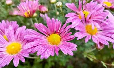 Obraz premium Chrysanthemum is symbol of autumn and beauty of nature, close up of lilac chrysanthemum with raindrops. High quality photo
