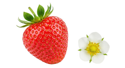 Isolated Strawberry and Flower on Display_Natural Beauty_Bright Red Color_Green Leaves