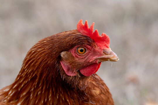 Close-up detail of a rooster's face - Powered by Adobe
