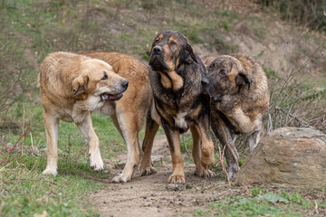 Pack of Spanish Mastiffs enjoying nature