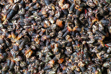 Atlantic delight, fresh Galician barnacles