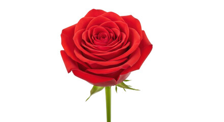 Isolated red rose head, a beautiful botanical close-up with vibrant color and silky soft petals