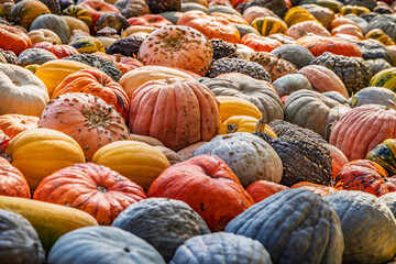 Assortment of pumpkins at agricultural farmers market. Harvesting, Halloween and Thanksgiving concept.