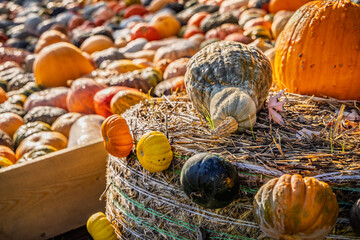 Assortment of pumpkins at agricultural farmers market. Harvesting, Halloween and Thanksgiving concept.