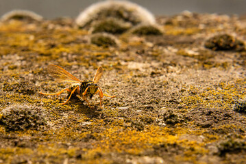 Golden lichen macro texture background