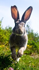 A large rabbit charges towards the camera, its long ears erect, set against a backdrop of green foliage and a blue sky. The rabbit is in mid-leap
