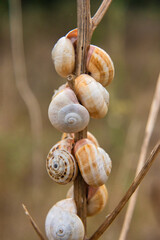 Macro of natural seashells hanging on dry stem