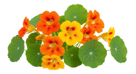 Isolated arrangement of nasturtium flowers, plant, and leaves, blooming summer season time
