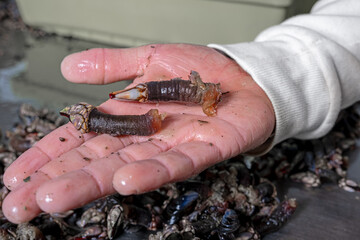 Fresh barnacles held in the hand