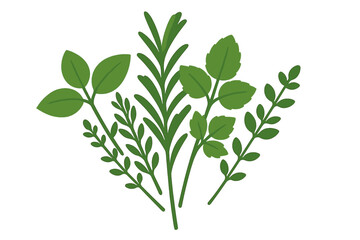 Naklejka premium Fresh green culinary herbs arrangement including rosemary basil and thyme for cooking and seasoning