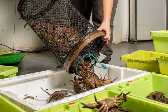 Extracting freshly caught live crabs from the retel