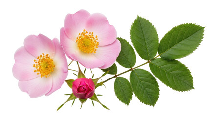 Isolated dog rose blossoms and bud with green leaves, flowering plant close-up for botany study