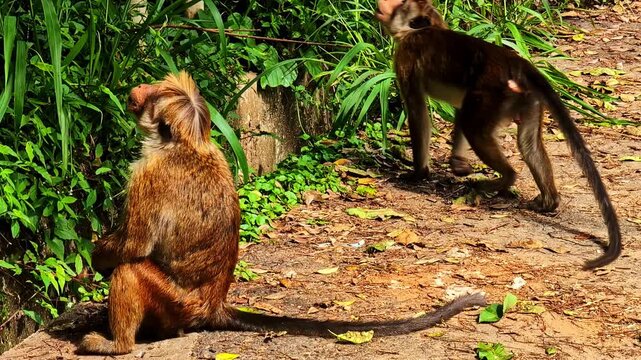 Pair of toque macaques sitting on a jungle path surrounded by lush green foliage. Sri Lanka