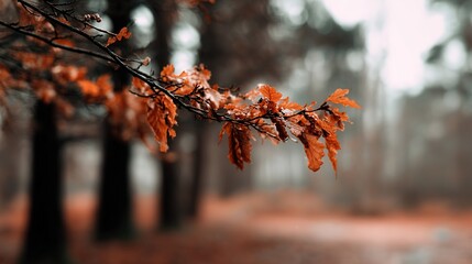 Autumn Oak Branches and Leaves: Misty Forest Natural Landscape