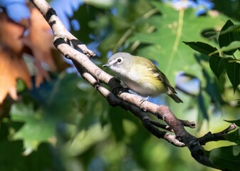 Blue-Headed Vireo