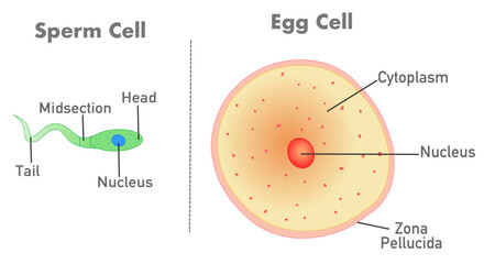 Sperm cell, ovum. egg cell anatomy. Human reproduction, reproductive cells structure, diagram. Vector illustration