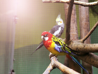 Rosella, a colorful, beautiful parrot.
