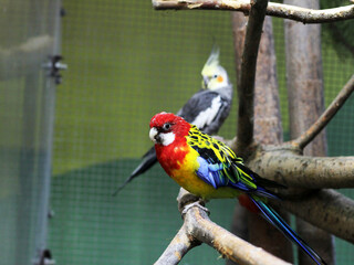 Rosella, a colorful, beautiful parrot.
