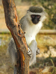 Portrait of a curious adult female vervet monkey (Chlorocebus pygerythrus).