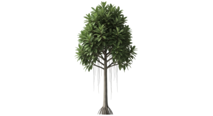 Isolated banyan tree with aerial roots showing from afar against a clear, light background