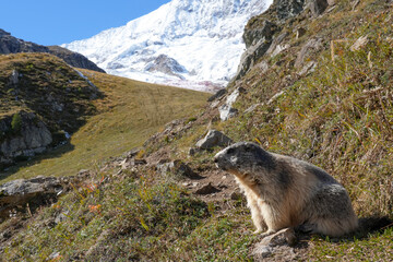 Alpine marmot sits on a mountain slope surrounded by grass and rocks with snowy peaks in the background, illustrating wildlife in its natural alpine habitat