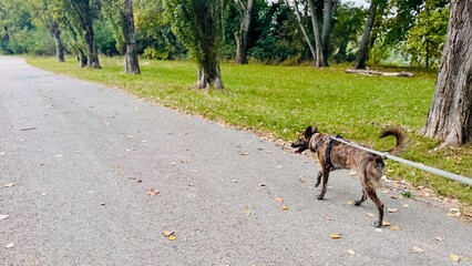 Happy Dog Walking Outdoors Near River in Girona