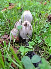 Obraz premium mushrooms in the grass