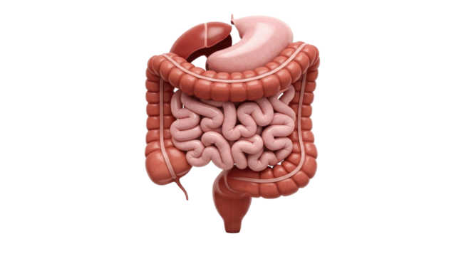 Isolated human digestive system anatomy with large intestine and small intestine organs