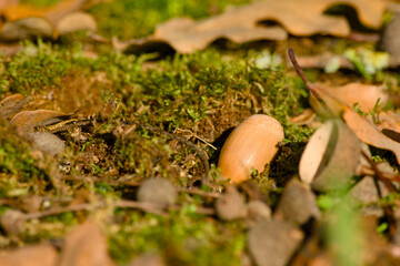 Acorn lying on moss among fallen autumn leaves