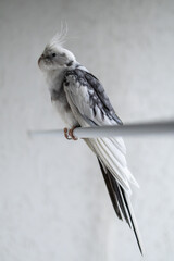 Grey cockatiel parrot resting on perch indoors