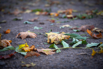 Fallen yellow dry autumn leaves on ground natural carpet.