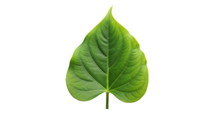 Isolated leaf of Piper sarmentosum with prominent veins, green color and heart shape