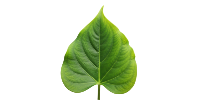 Isolated leaf of Piper sarmentosum with prominent veins, green color and heart shape