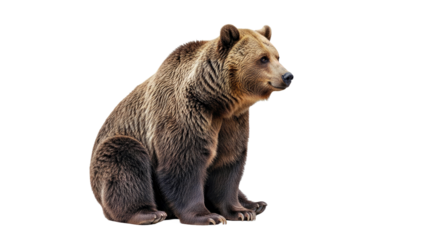 Brown Bear Sitting: Full Body Side View Isolated on Clean White