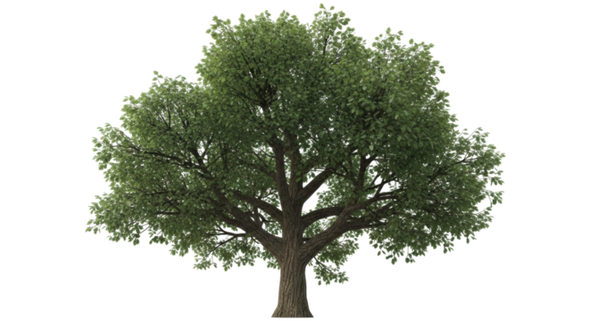 Isolated green deciduous broadleaf tree in summer, single object, natural daylight, healthy foliage