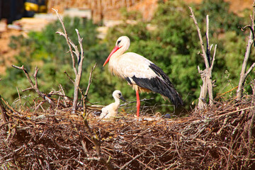 Stork and chick, Algarve, Portugal