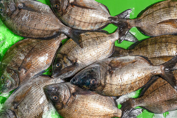Freshly caught sea bream from the Atlantic off the coast of Galicia
