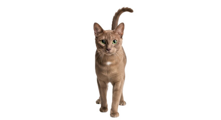 Isolated Abyssinian cat walking forward, adorable purebred kitten on studio set, pet animal