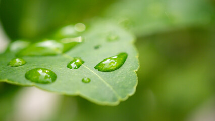 Beautiful rain water drop on green leaf closeup natural background