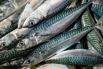 Fototapeta premium Mackerel, a delicious and healthy seafood delicacy