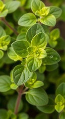 Fresh Oregano Herb - Vibrant Green Leaves in Close-Up Detail.