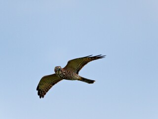 2025 Raptors Migration-A Juvenile Chinese Sparrowhawk in flight while migrating over Khao Dinsor Chumphon Thailand