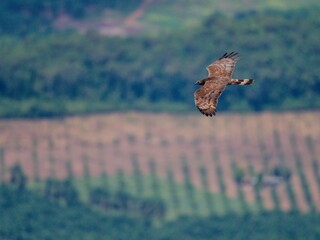 2025 Raptors Migration-A Male of Intermediate Morph Oriental Honey Buzzard ssp.orientalis in flight over oil palm fields around Khao Dinsor Chumphon Thailand