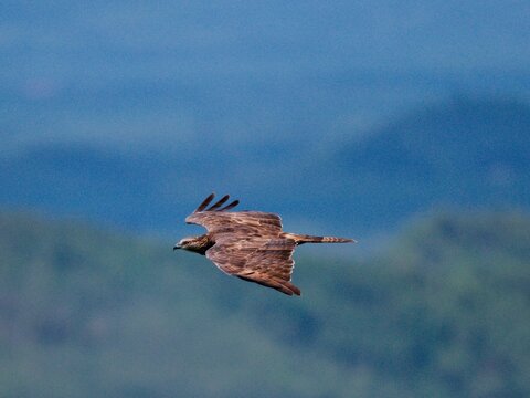 2025 Raptors Migration-An Intermediate Morph Oriental Honey Buzzard ssp.orientalis in flight over oil palm fields around Khao Dinsor Chumphon Thailand