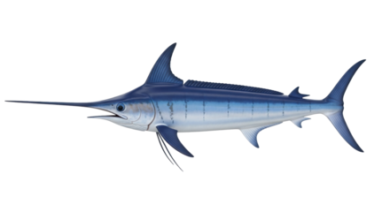 Isolated Swordfish blue fish sea creature marine animal wildlife wild aquatic ocean oceanography