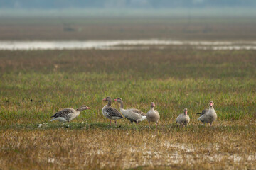 Greylag goose or Anser anser flock family at keoladeo national park or bharatpur bird sanctuary rajasthan india asia bird in open grassland with shallow water or wetland during winter season migration