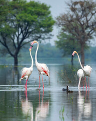 nature scenery or natural painting by Greater flamingo or Phoenicopterus roseus flock or flamingos family during winter migration at Keoladeo National Park Bharatpur bird sanctuary rajasthan india
