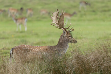 Stag deer tosses grass with antlers typical behaviour in rut  Autumn fall West Sussex UK